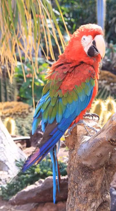 parrot Andrew Bernas