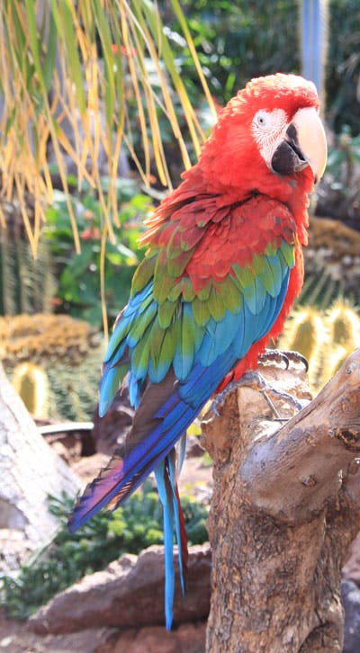 parrot Andrew Bernas